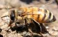 وجود ژن خودخواهی در زنبور عسل !
