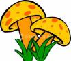 قارچ خوراکی - مدرس و مشاور کارگاه های تولید قارچ