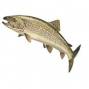ارائه طرح توجیهی پرورش انواع ماهی www.etarh.com