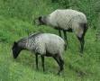 تولید و فروش گوسفند نژاد رومانف از ابهر