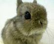 خرگوش مینیاتوری واکسینه عمده وتکی