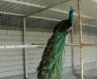 جوجه طاووس های چهارماهه
