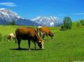 پرورش گاو گوشتی و شیری