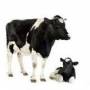 پرورش گاو گوشتی و گاو شیری و تاسیس گاوداری بهمراه طرح توجیهی دامداری