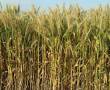 خریدار بذر گندم امریکایی
