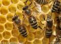 طرح توجیهی پرورش و نگهداری زنبور عسل