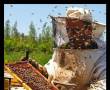 پرورش زنبور و فروش عسل طبیعی