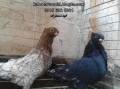 پرورش و فروش کبوتران زینتی در مشهد