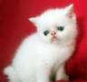 فروش توله گربه پرشین سفید چشم آبی زیر دو ماه