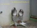 فروش کبوتر شامپیون