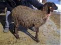 فروش گوسفند نژاد رومانف