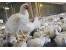 فروش یا اجاره مرغداری گوشتی 30000 قطعه ای در شمال-لنگرود
