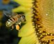 گرده زنبور عسل سماروغ
