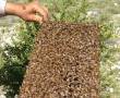 فروش عسل طبیعی با ضمانت اصالت و ارسال ...