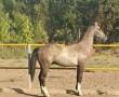 فروش کره اسب ترکمن 2 ساله