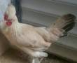 مرغ کاکولی پاپر چهل تاج