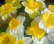 21شاخه گل مصنوعی نرگس هلندی