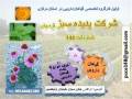 فروش گل گاوزبان ایرانی و اروپایی