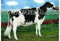 ارائه طرح توجیهی پرورش گاو شیری www.etarh.com