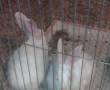 یک جفت خرگوش برفی(کاملا سفید).چشم قرمز