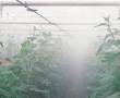 مه پاش پارس گلخانه کارن