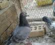کبوتر طاوسی دوخط شرطی نر