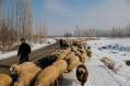 فروش گوسفند وبره پرواری