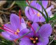 گل و گیاه در منزل: پیاز زعفران