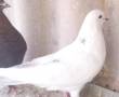 کبوتر سفید چهار ماهه