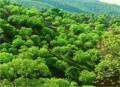 احداث جنگل و فضای سبز