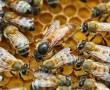 عسل صد در صد طبیعی بشرط آزمایش