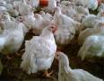 فرصت ممتاز جهت سرمایه گذاری درصنعت مرغ گوشتی
