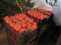 فروش بذر گلخانه ای گوجه فرنگی شمشک