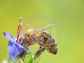 جمع آوری گرده توسط زنبور