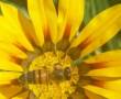 فروش عسل صددر صد طبیعی