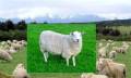 صادرات گوسفند ارمنستان