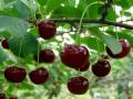 فروش باغ و باغچه ویلایی با درختان میوه در کرج