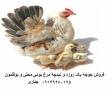 فروش جوجه و نیمچه مرغ بومی محلی-جهادی