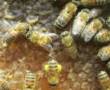 پخش کلی وجزئی عسل طبیعی کوهستان