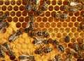فروش کندو زنبور عسل در کرمان