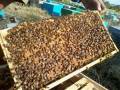 خرید و  فروش عسل در اردبیل برای ول کشور