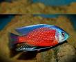 ماهی برولی(سرخ و آبی)