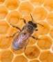 آموزش جامع پرورش زنبور عسل = 6 سی دی