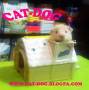 فروش همستر موبلند با زیبا ترین رنگ ها در فروشگاه (cat-dog)