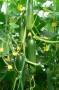 بذر خیار گلخانه ای(وای گرین Y.green)