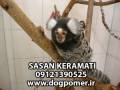 مارموست ، میمون بند انگشتی وارداتی از تایلند ، مالزی ، چین *********** - dogpomer.com