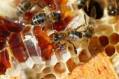 فروش عسل صد در صد طبیعی (به شرط آزمایش)