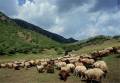 :: فروش گوشت ارگانیک گوسفند ( زنده و بسته بندی)